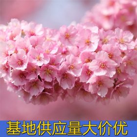 知乎园艺出售 樱花 园区景观造景配植苗木 景区观花绿化工程树