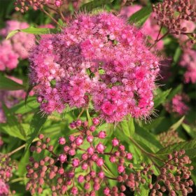 知乎园艺出售 红花绣线菊 庭院景区绿化工程苗木 花镜花坛配植苗