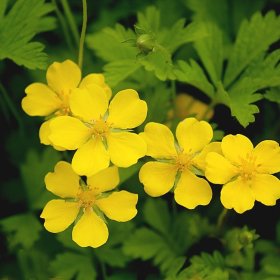 知乎园艺出售 委菱菜 三叶五叶 地被草本植物 景区园林绿化栽植