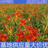 知乎园艺出售红花萱草杯苗 花镜花坛绿花工程苗阳台庭院盆栽观赏