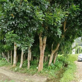 桃花心木别名美国红木 市政道路景区观赏性风景树 园林绿化工程树苗