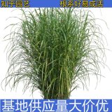 知乎园艺出售 虎尾芒 道路隔离带绿化工程苗 花镜花坛配植苗