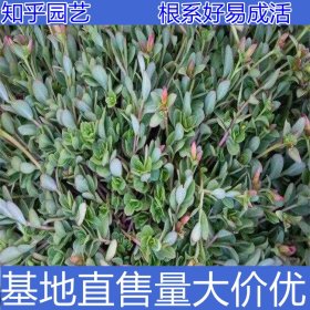 知乎园艺出售海马齿小苗 地被绿化工程苗 花镜花坛配植草