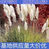 知乎园艺出售 矮蒲苇苗 水生绿化苗木 池塘边缘栽植 浮岛材料