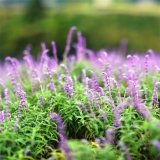 超級鼠尾草 林蔭 幻紫 墨西哥 花壇花鏡觀賞工程苗 道路綠化栽植苗