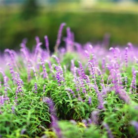 超级鼠尾草 林荫 幻紫 墨西哥 花坛花镜观赏工程苗 道路绿化栽植苗