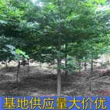 知乎園藝出售 娜塔櫟 規(guī)格齊全 景區(qū)園林綠化工程苗 行道風景樹