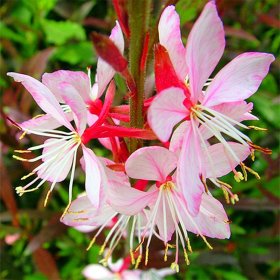 知乎园艺出售紫叶千鸟花 花坛花镜地栽绿化苗 庭院盆栽装饰花卉