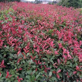 知乎园艺出售 石楠树 道路绿化配植工程苗 庭院别墅观赏栽植苗