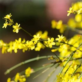 知乎园艺出售 迎春 花镜花坛绿篱 景观造景观赏花卉 别墅区栽植