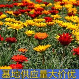 知乎園藝出售 勛章菊花苗 花壇花鏡租擺花卉 庭院地被觀賞苗