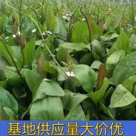 知乎园艺出售 竹叶眼子菜 园林水体湿地绿化工程苗 水生配植苗