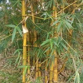 黄杆竹小苗 小区公园观赏种植 园林庭院造景植物 池水旁绿化工程