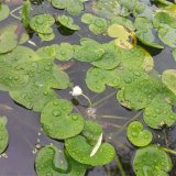 知乎園藝出售 水鱉小苗 水生綠化植物 池糖水體綠化工程苗