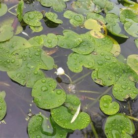 知乎园艺出售 水鳖小苗 水生绿化植物 池糖水体绿化工程苗