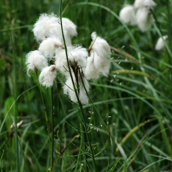 细叶苔草