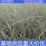 知乎園藝出售 晨光芒小苗 草本植物 綠化造景盆栽 別墅區(qū)栽植