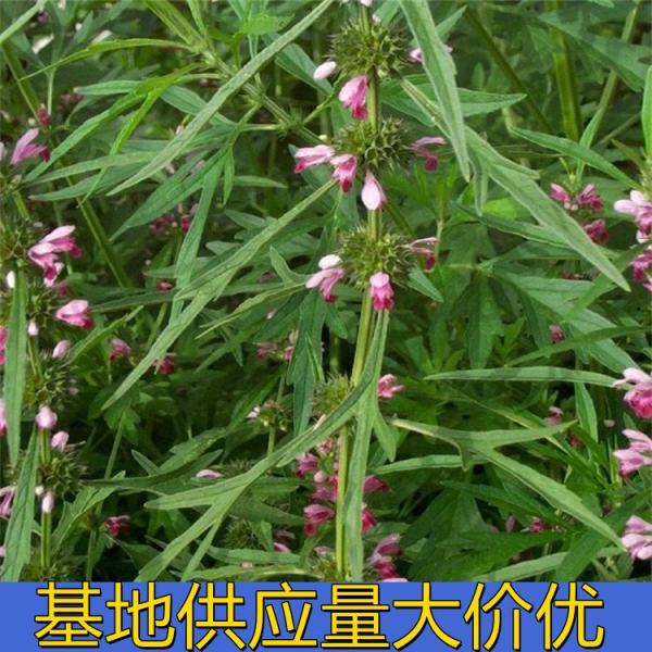 益母草