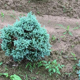 苗圃出售蓝色波尔瓦杯苗 道路隔离带种植观赏园林造景工程