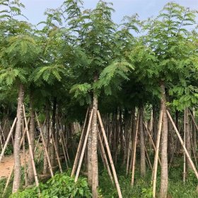 铁刀木别名孟买蔷薇木 黑心树 庭院景区观赏性配植 园林绿化造景苗