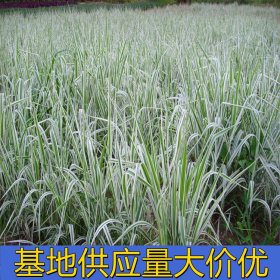 知乎园艺出售 玉带草苗 花镜花坛观赏栽植苗 园林地被护坡苗