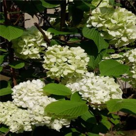 知乎园艺 苗圃供应 麻叶木绣球 景区花镜 花坛观赏配植苗木