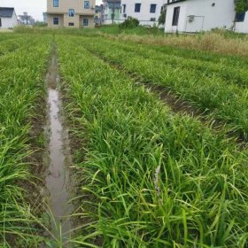 知乎园艺出售 兰花三七小苗 大小规格齐全 园林景区地栽配植苗木