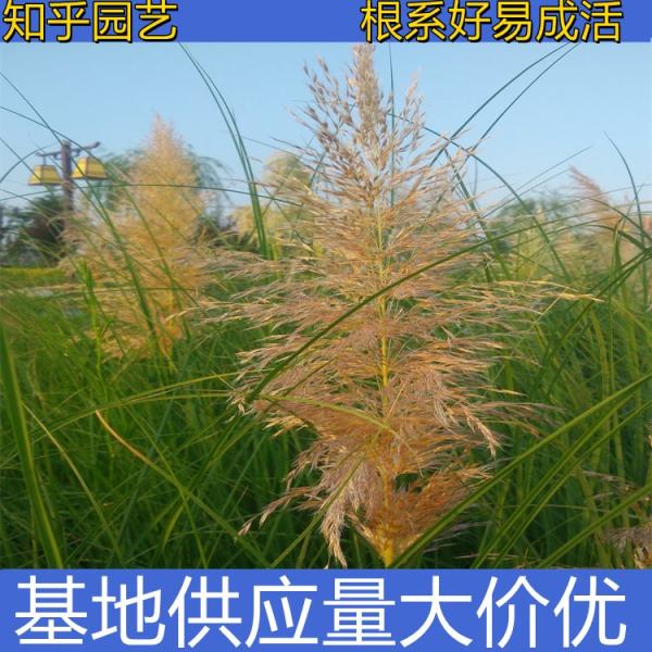 丽色画眉草