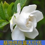 知乎园艺出售 栀子花 景区园林造景观赏花卉 庭院小区别墅栽植