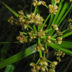 知乎园艺出售 藨草 水面湿地绿化栽植苗 沼泽池塘边种植工程苗