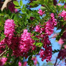 知乎園藝 出售香花槐 庭院別墅區(qū)造景觀賞植物 園林景觀樹