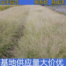 知乎园艺出售 红知风画眉草杯苗 基地绿化造景工程苗切花材料