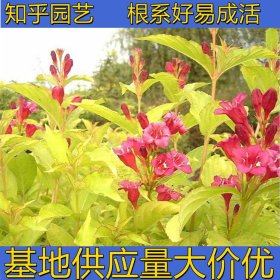 知乎園藝出售 金葉錦帶花苗 園林綠化工程苗 花壇花鏡工程苗