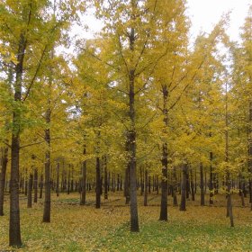 知乎园艺苗圃出售 各规格银杏 景区园林绿化苗 公路旁行道景观树