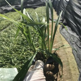 知乎園藝出售吉祥草小苗杯苗庭院綠化苗 園林地被綠化造景植物