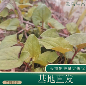 苗圃出售魚腥草 規(guī)格齊全庭院盆栽種植觀賞工程苗