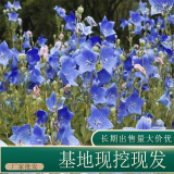 苗圃出售桔梗 规格齐全庭院盆栽种植观赏花卉花镜切花材料