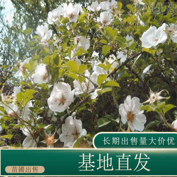 野薔薇價格