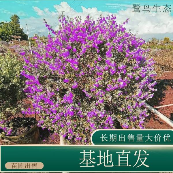 红花玉芙蓉价格