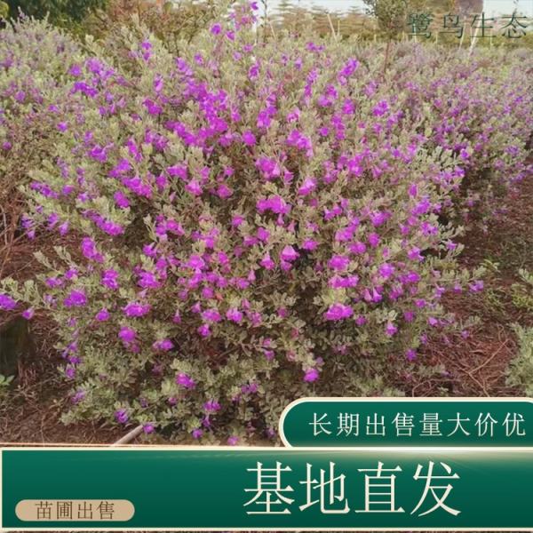 红花玉芙蓉价格