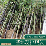 苗圃出售紫竹 规格齐全园林绿化地被种植观赏苗