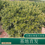 苗圃出售大葉黃楊球 規(guī)格齊全四季常綠小區(qū)種植綠化工程苗