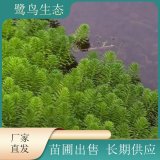 苗圃出售金鱼藻 湿地公园用 水生植物基地 水体绿化用