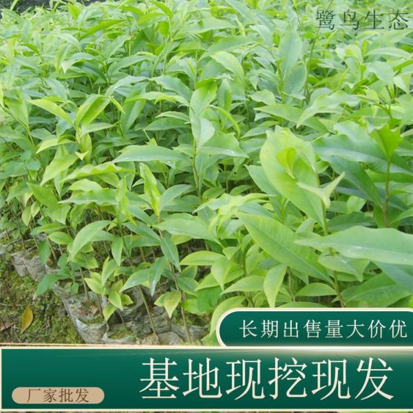 白木香花价格