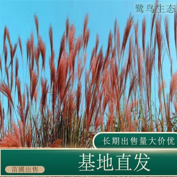 须芒草价格