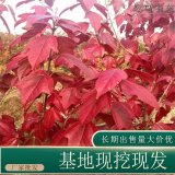 苗圃出售金陵紅楓 庭院綠化公園小區(qū)街道風(fēng)景樹地栽盆栽