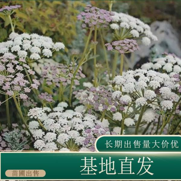 高山蓍草价格