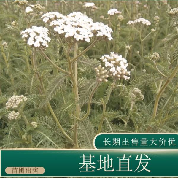 高山蓍草价格