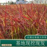 苗圃出售血草 庭院盆栽种植观赏河岸堤坝固土护坡工程草