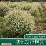 苗圃出售彩葉杞柳球 道路小區(qū)隔離帶種植觀賞園林綠化工程苗